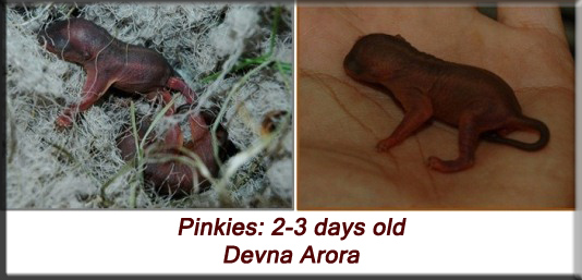 Devna Arora - Indian palm squirrel - pinkies